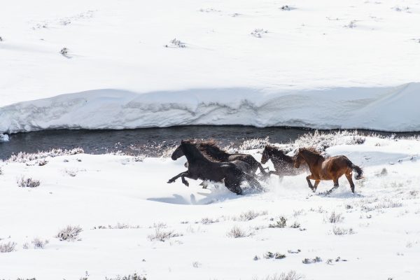 Horses