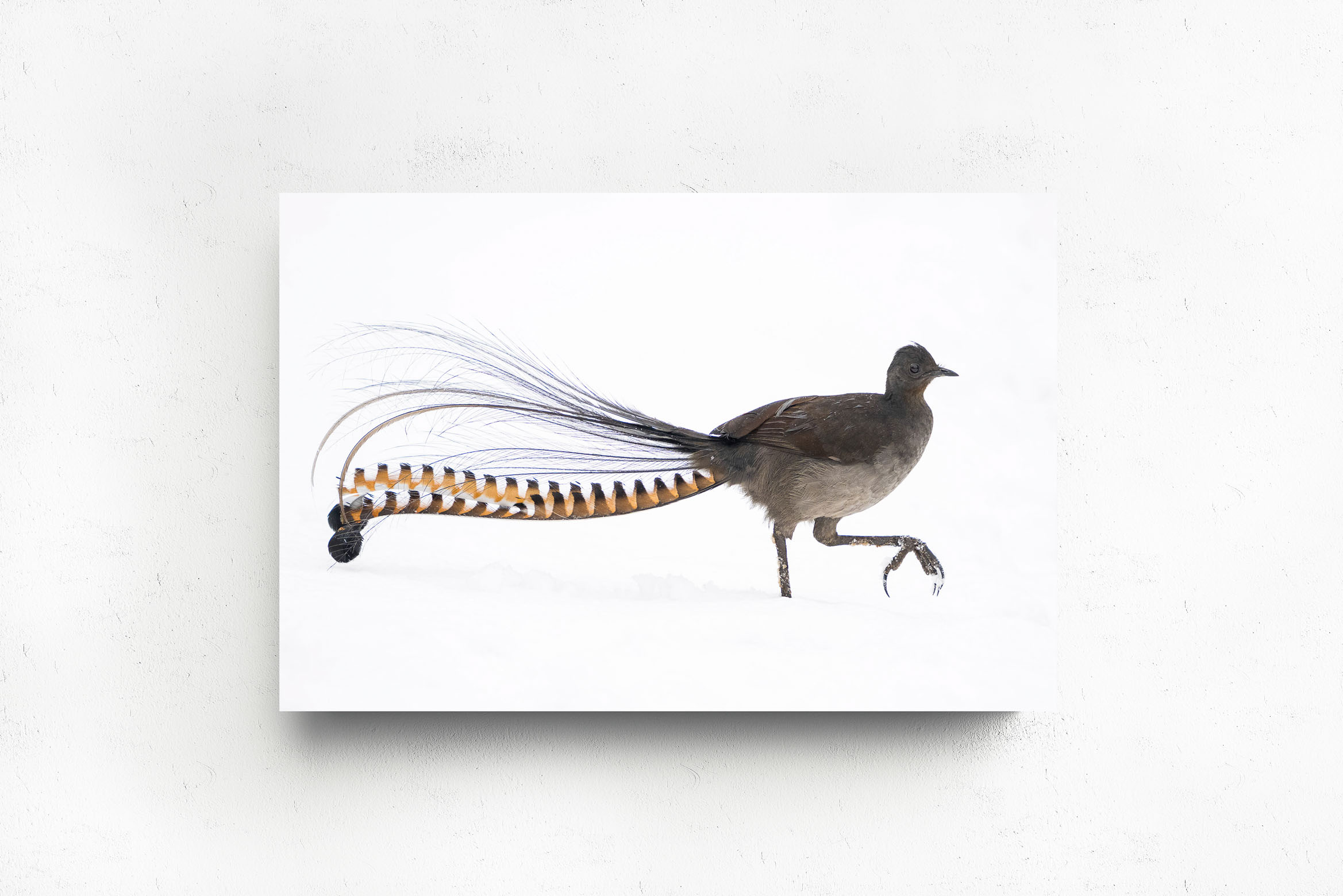 A Song Of Snow, Acrylic