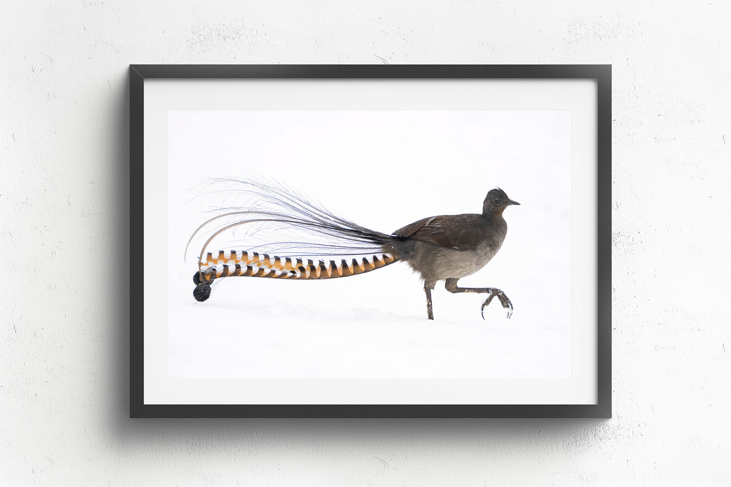 A Song Of Snow, Black