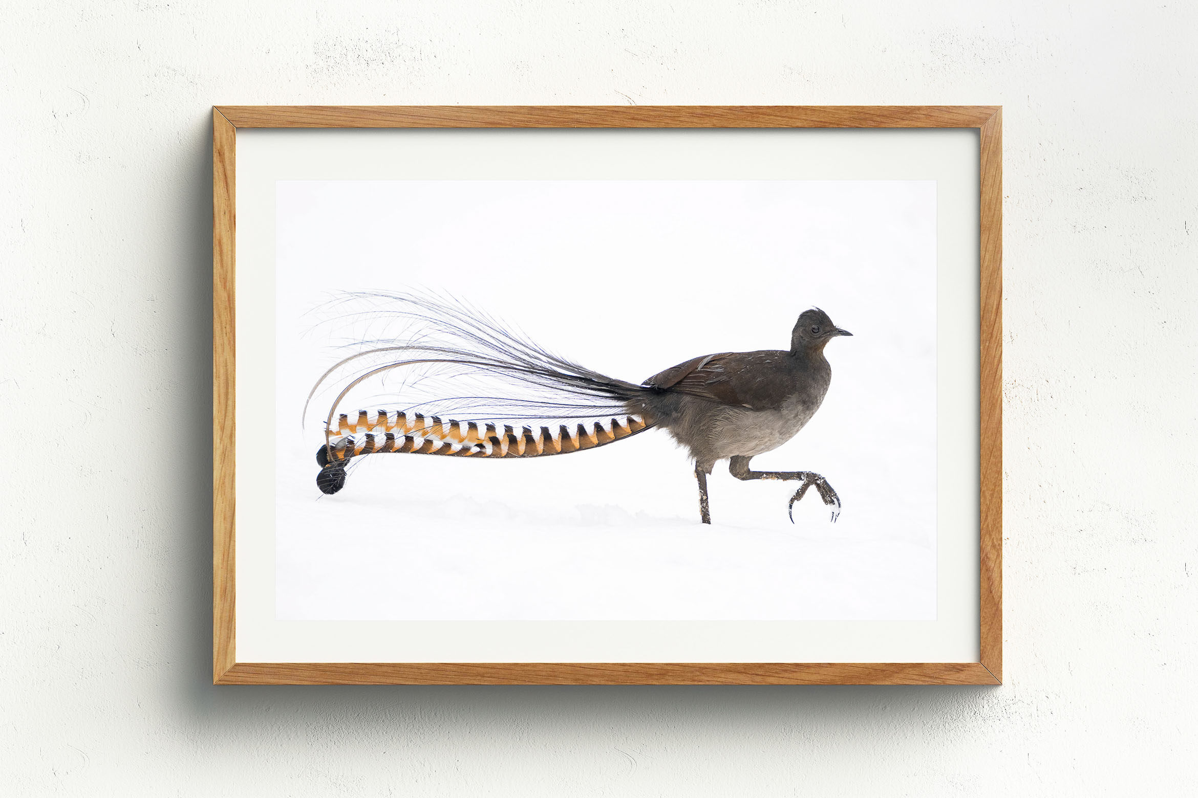 A Song Of Snow, Raw Oak