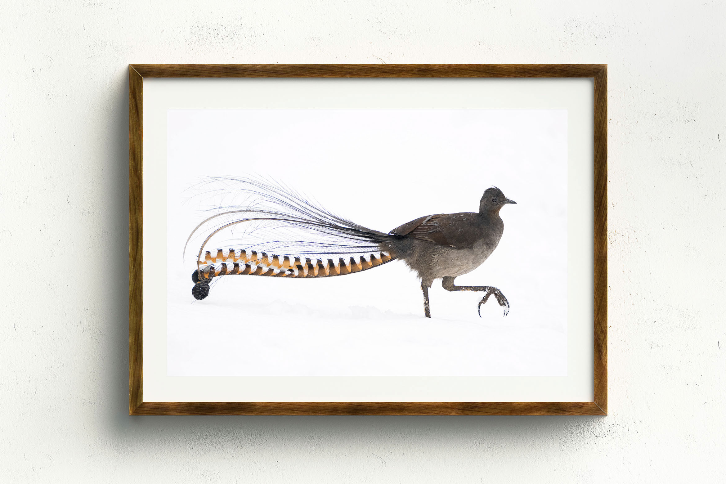 A Song Of Snow, Stained Oak