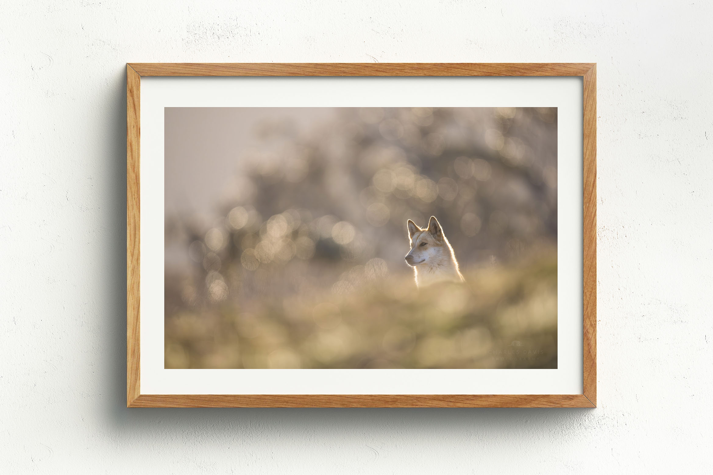 Cresting Right, Raw Oak