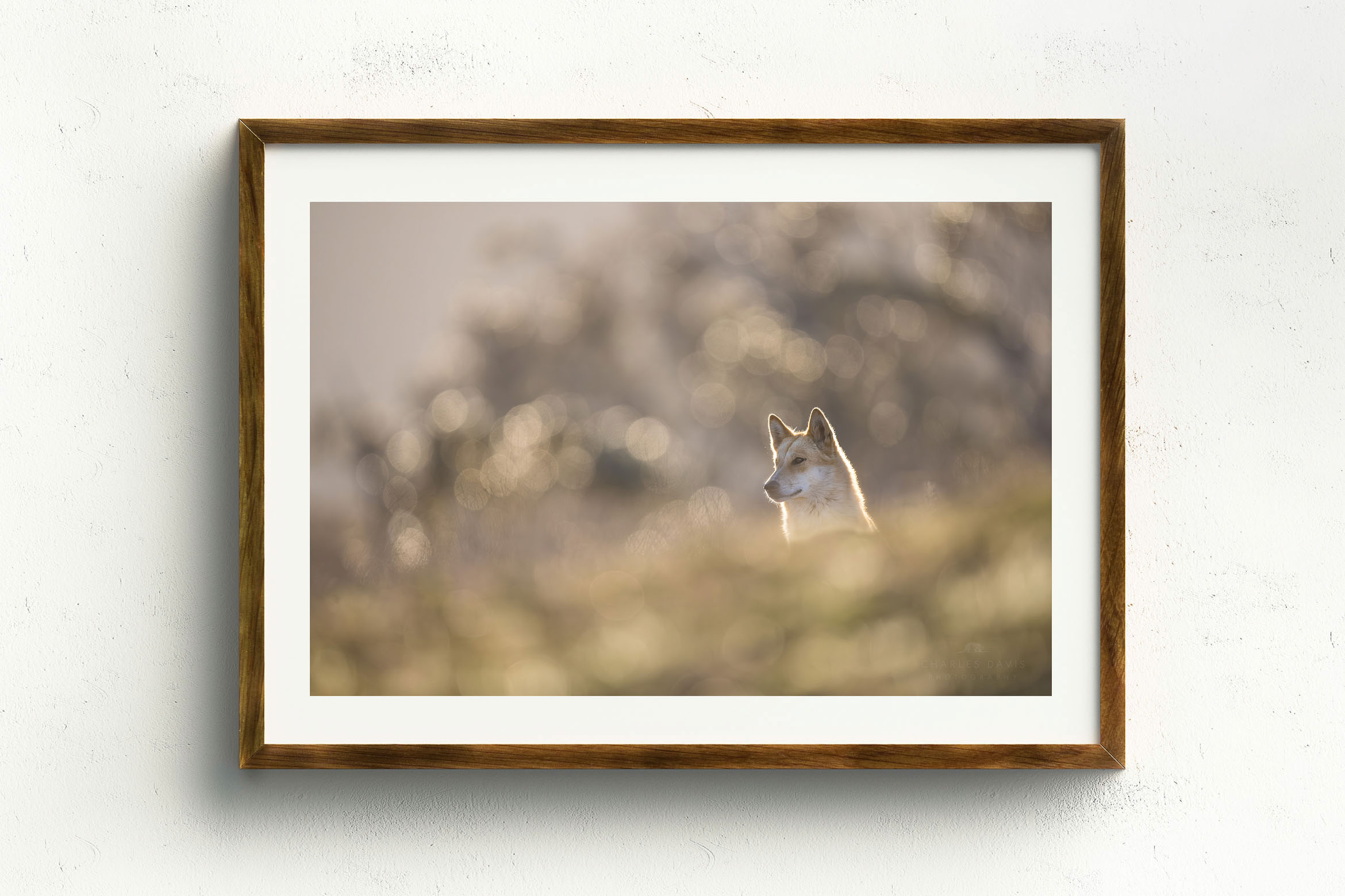 Cresting Right, Stained Oak