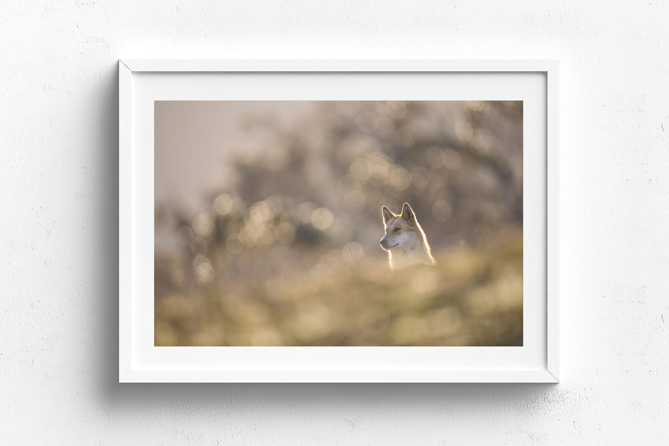 Cresting Right, White