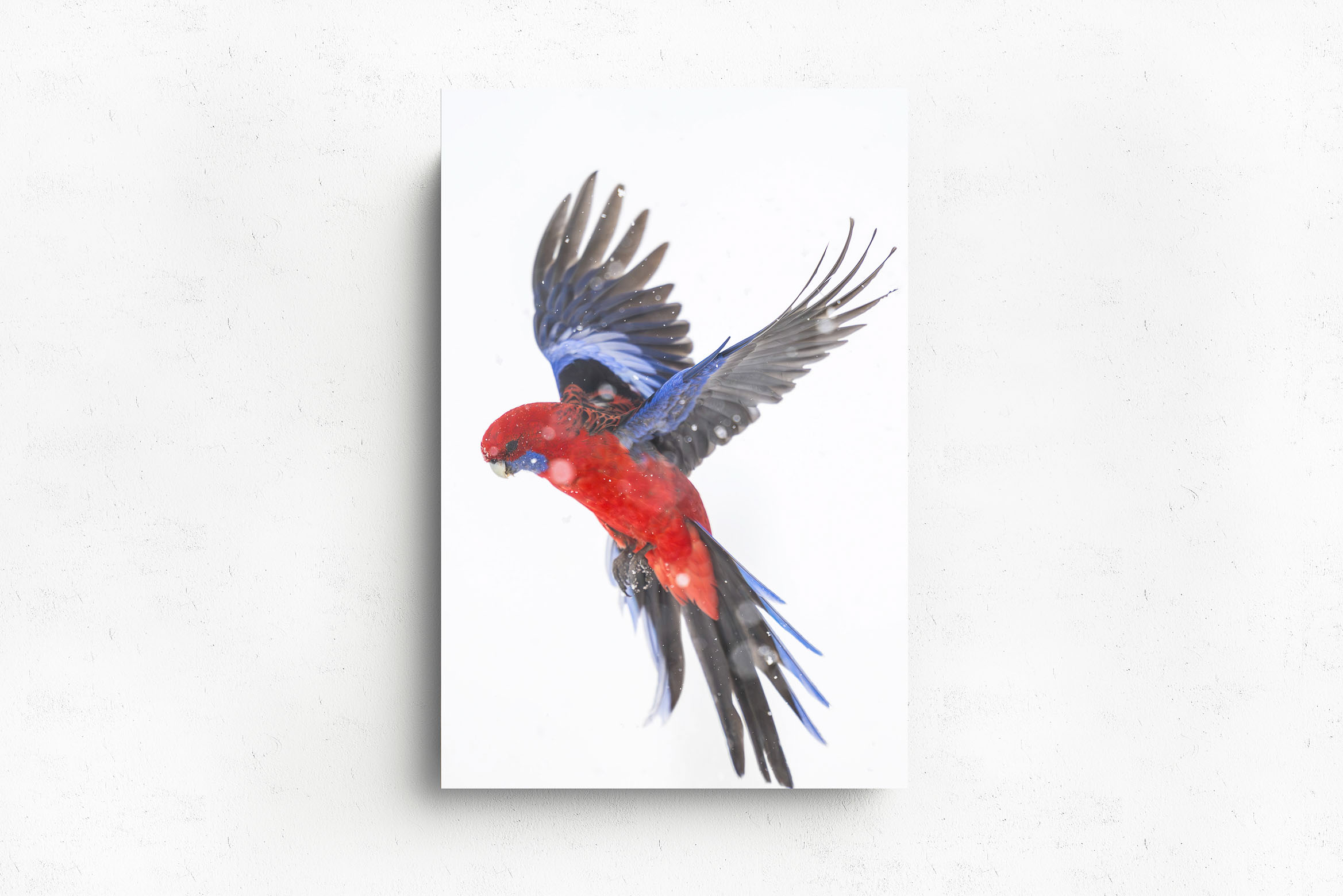 Flurry Of Wings, Acrylic