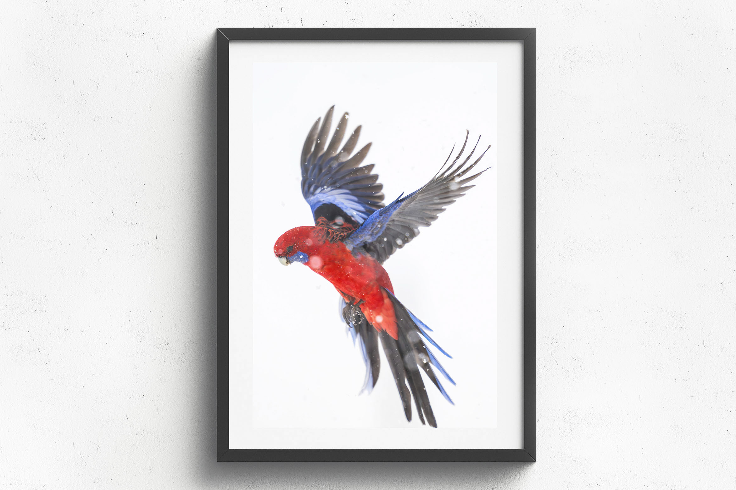 Flurry Of Wings, Black