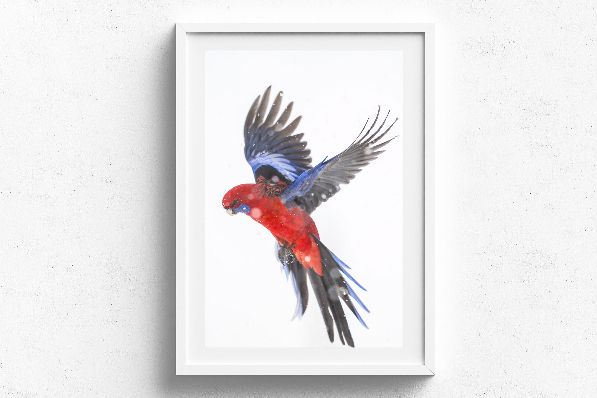 Flurry Of Wings, White