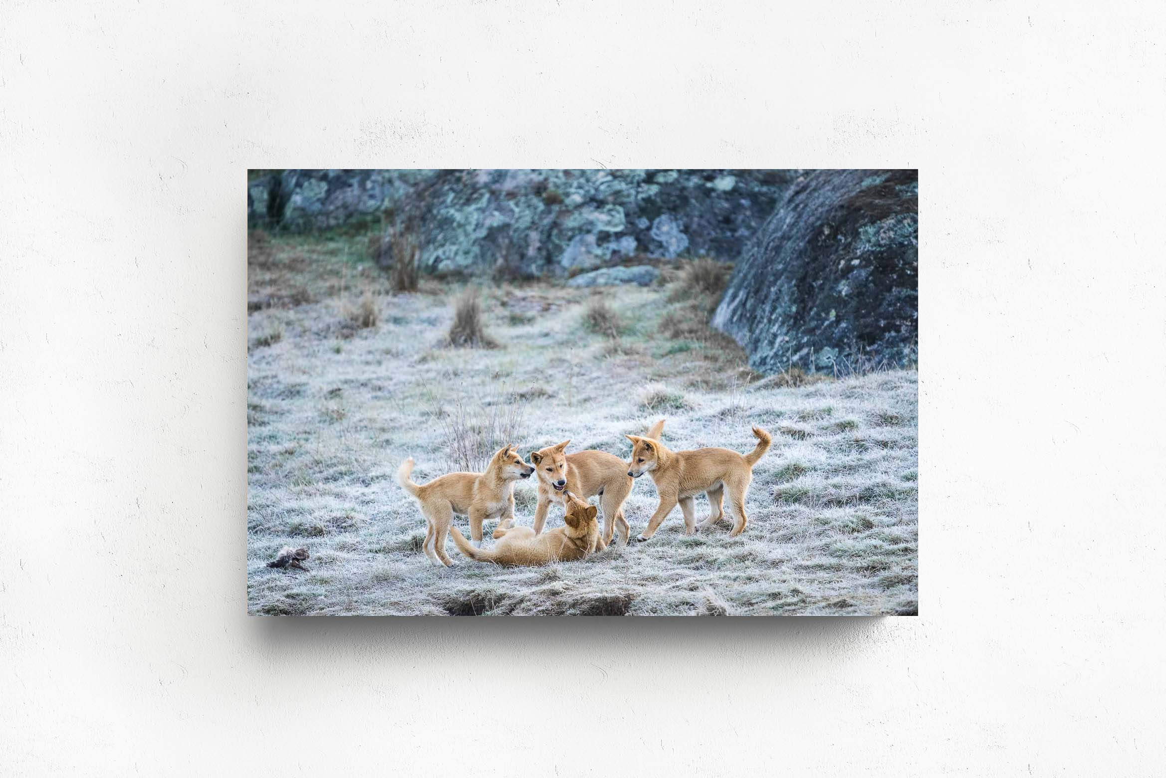 Ginger Pups, Acrylic