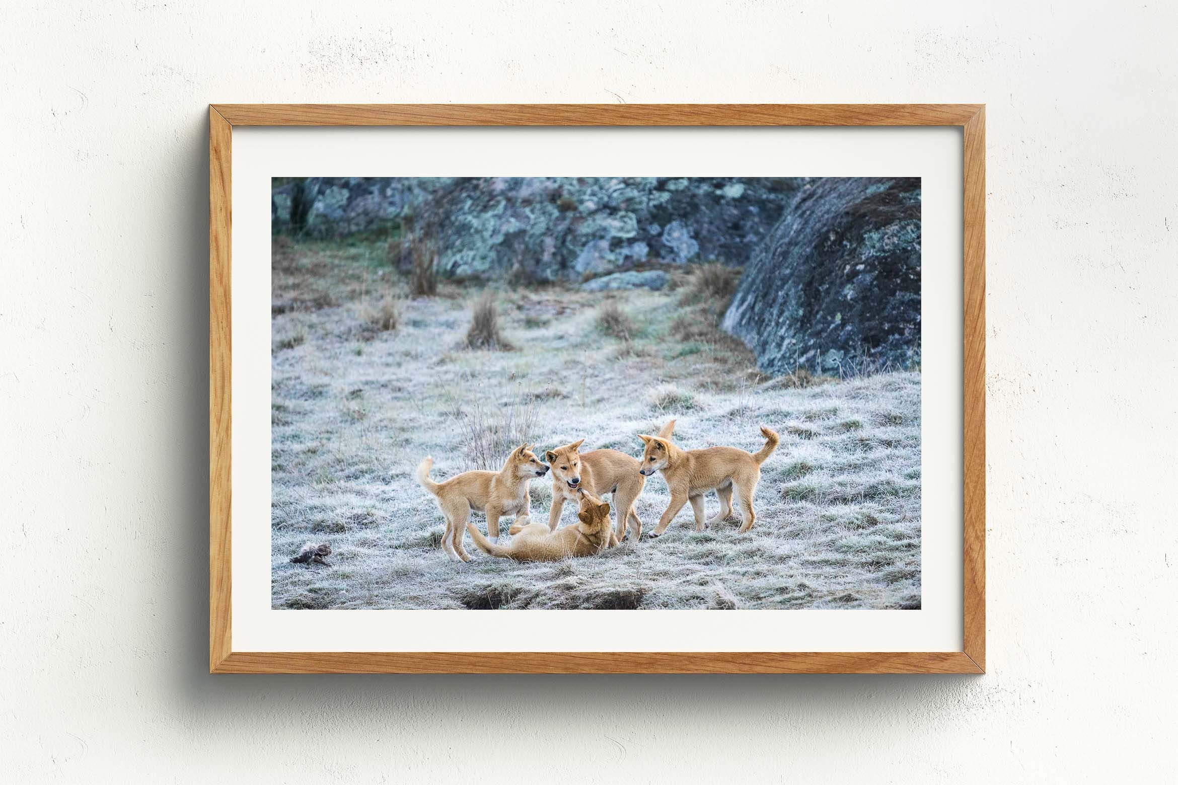 Ginger Pups, Raw Oak