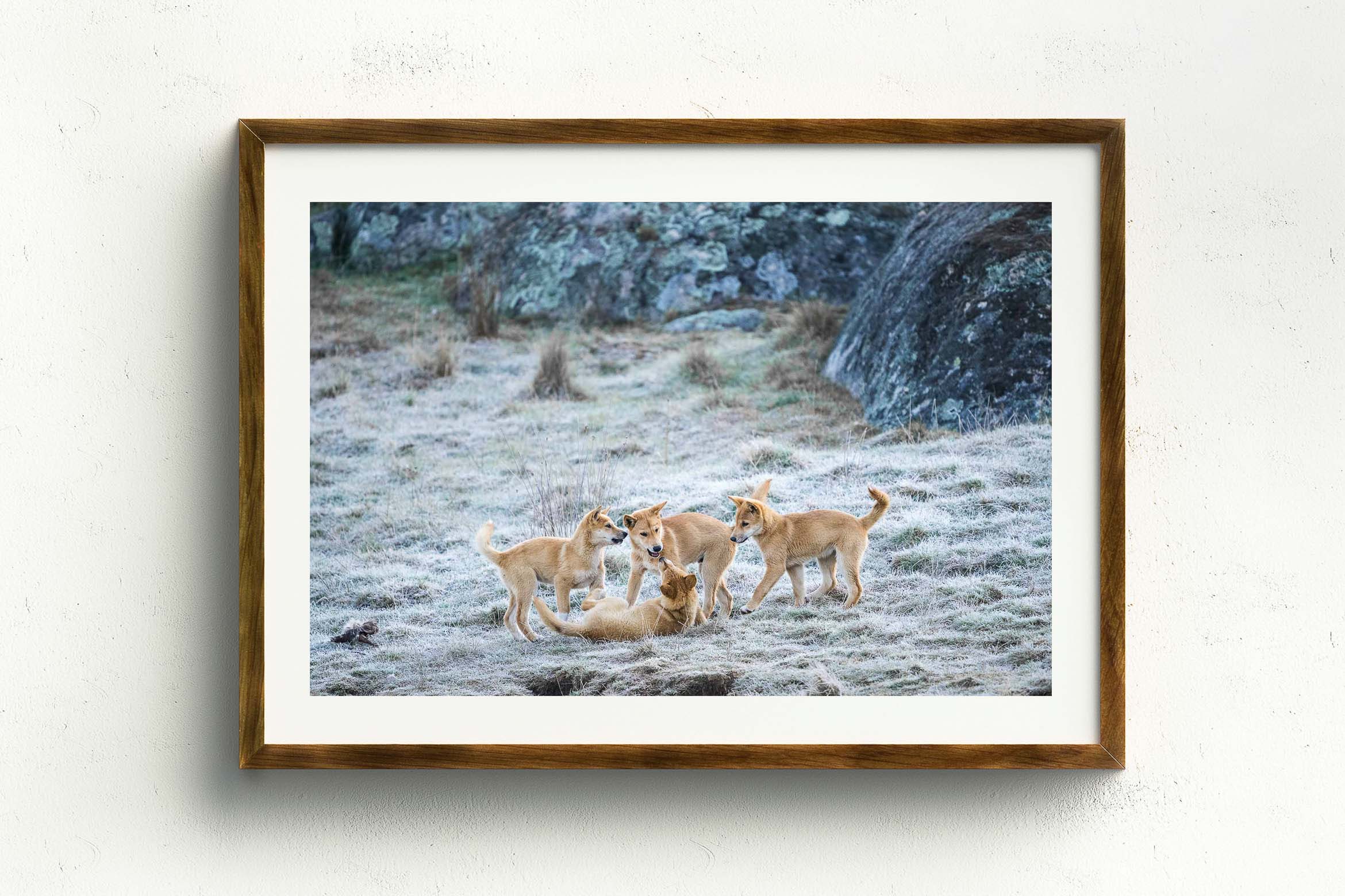 Ginger Pups, Stained Oak