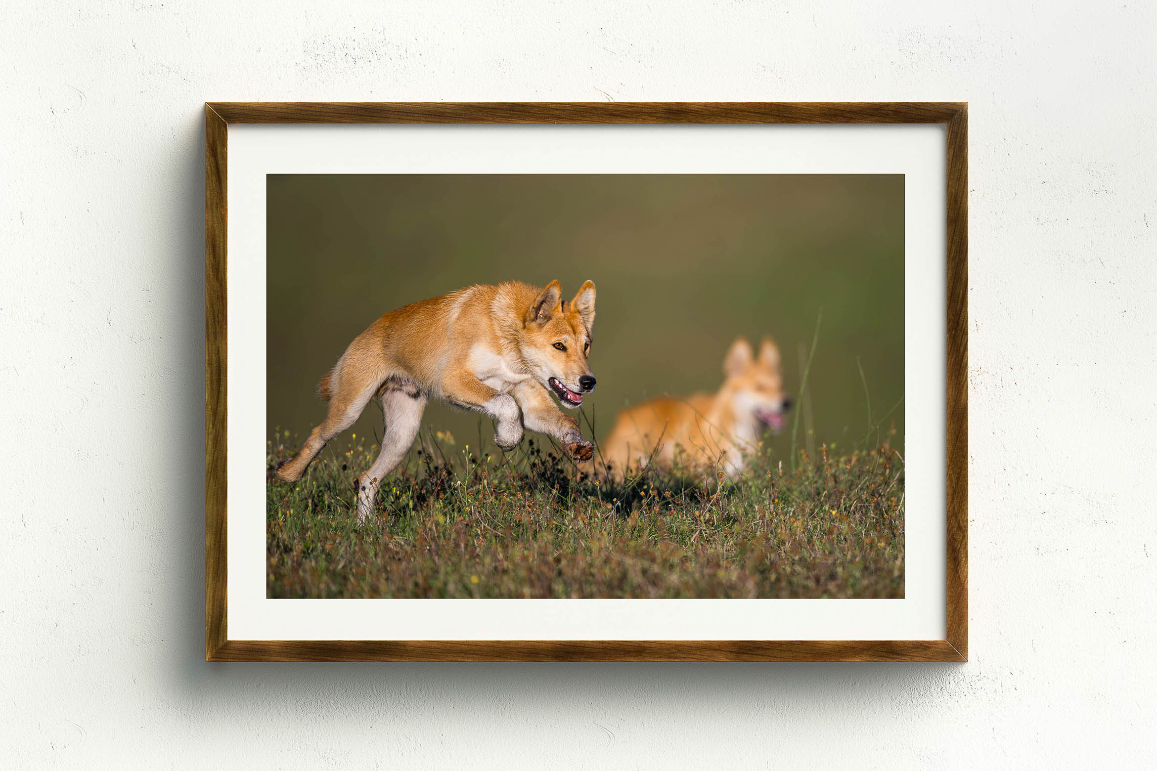 Pursuit, Stained Oak