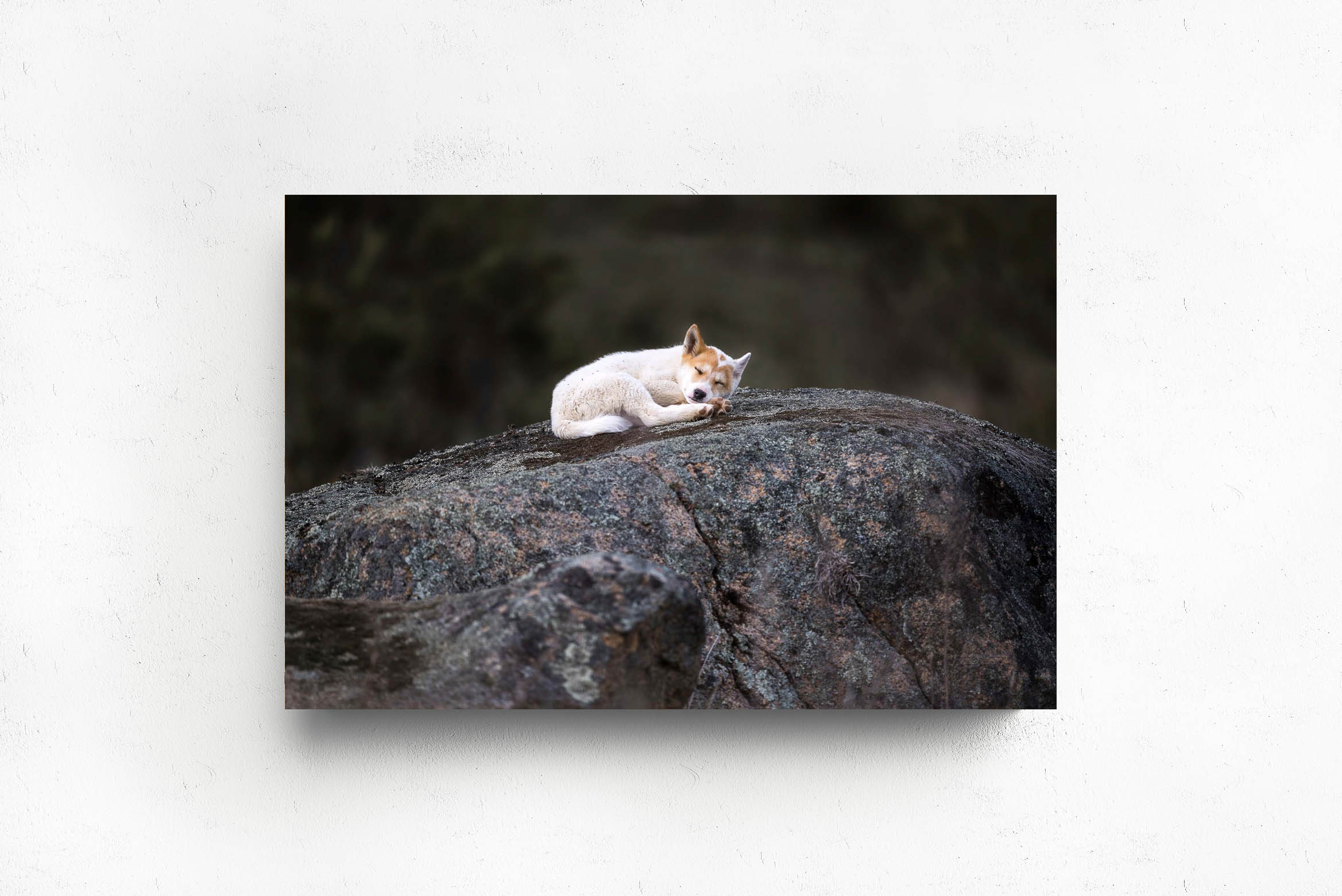 Sleepy Puppy, Acrylic