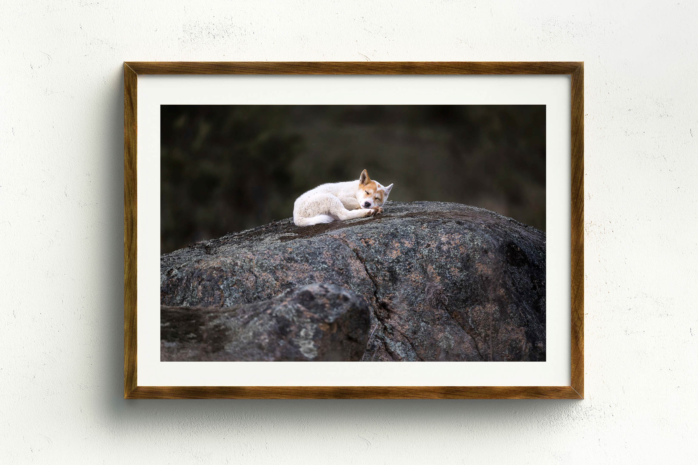 Sleepy Puppy, Stained Oak