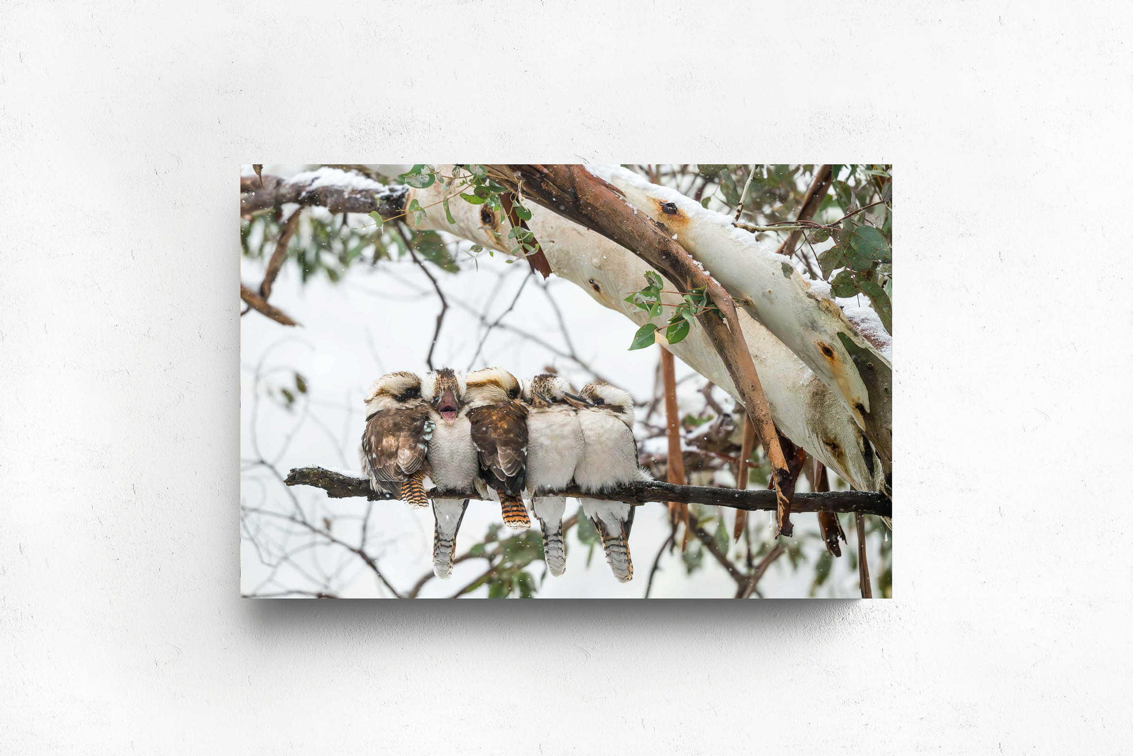 There's Always One, Acrylic