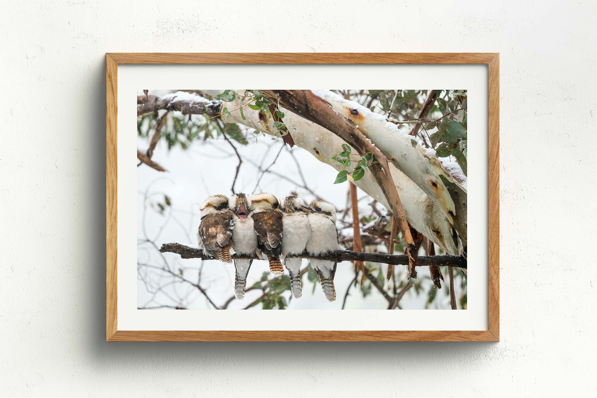 There's Always One, Raw Oak