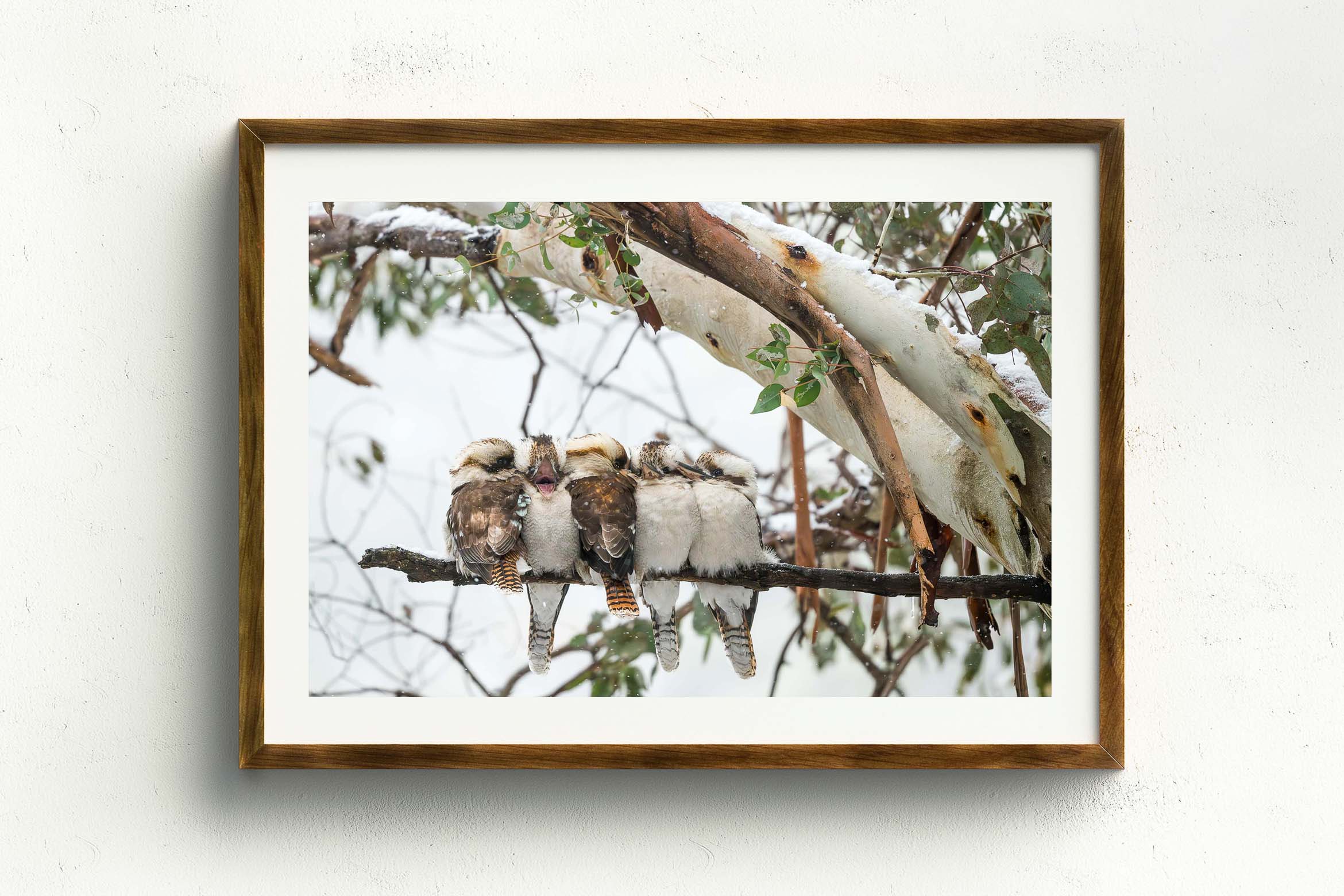 There's Always One, Stained Oak