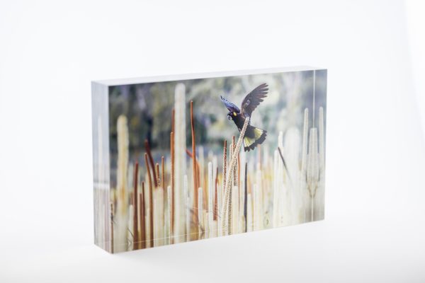 Grass Tree Spirit Block