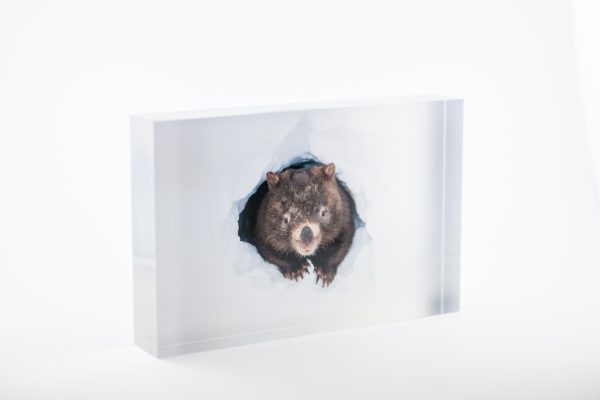 Hello Wombat Block