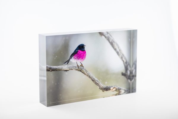 Pink Robin Block