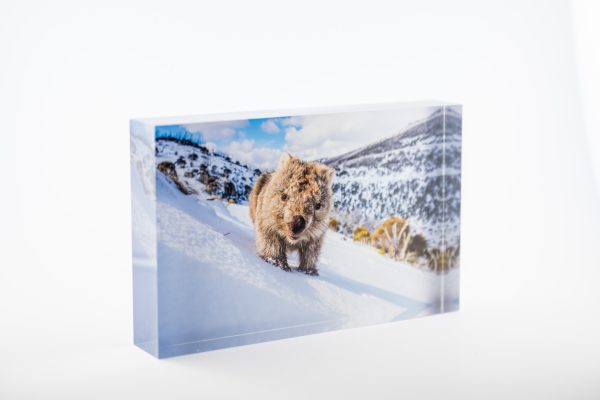 Sunny Wombat Smiles Block