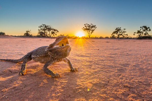 Eating The Sunset