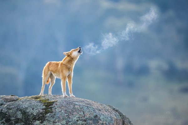 Dingoes